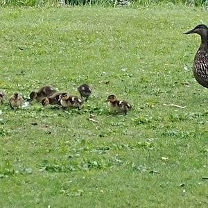 Meet your Posher, Anne
